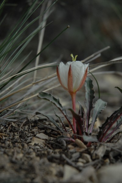 desert flower - katie's desert flower