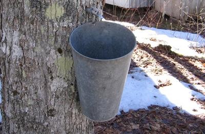 nin-maple - Maple Bucket
